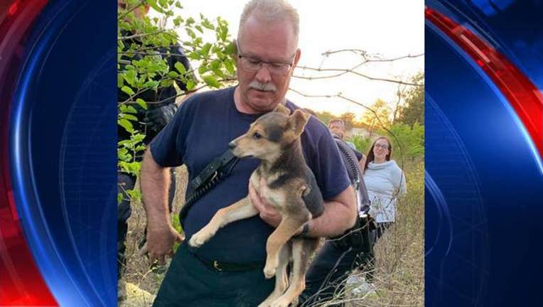 370b8467-KSAZ dog rescued from rocks gets adopted_1554736652383.jpg-408200.jpg