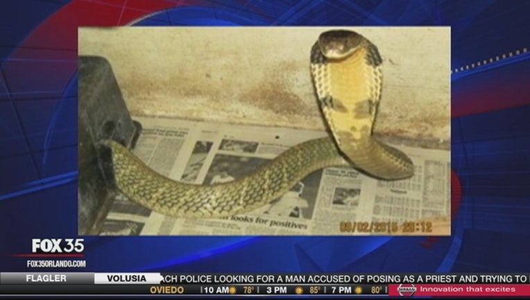 23407ee6-King_Cobra_found_in_Ocoee_0_20151008095540