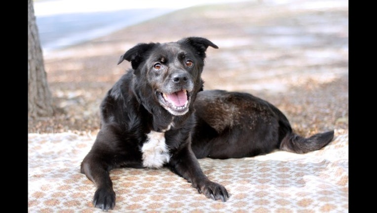 836da838-Kiva the Dog Puppy_1494419468203.jpg
