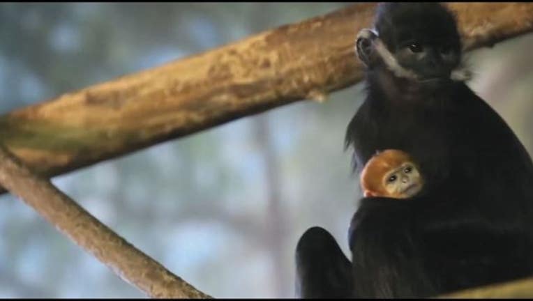 7b6e29ba-Langur_1487618939512.JPG