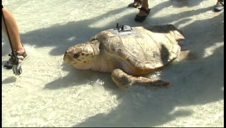 92dce921-Loggerhead_sea_turtle_released_0_20150914015329