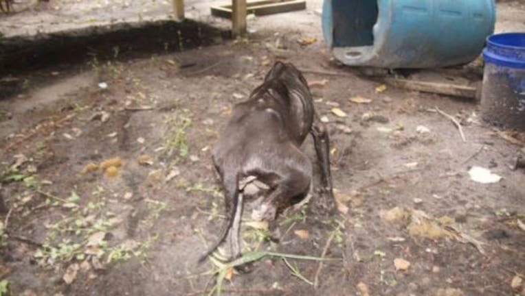 MALNOURISHED DOG - ALACHUA_1500561390807.JPG