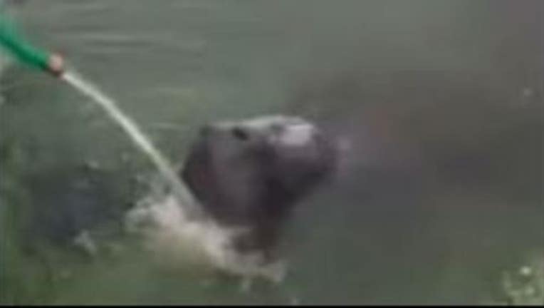 6bfc56ac-ManateeWEB_1467416214353.JPG