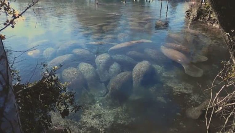 6085fd0e-Manatees_cuddle_to_stay_warm_in_Three_Si_0_20171211122555-401385