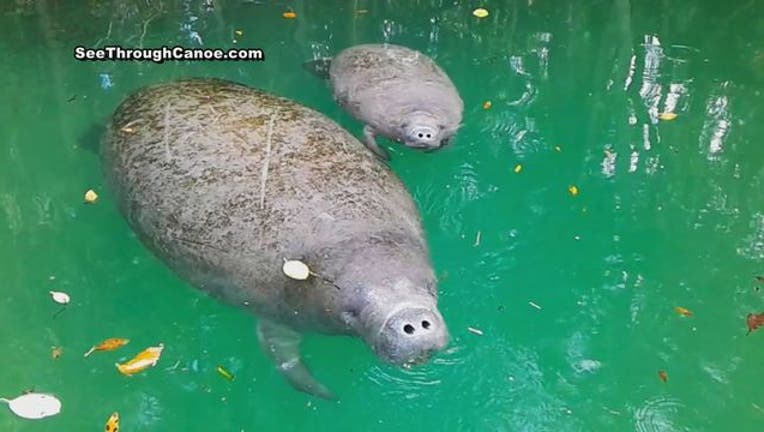 Manatees_winter_in_Weeki_Wachee_0_20161117013155-401385