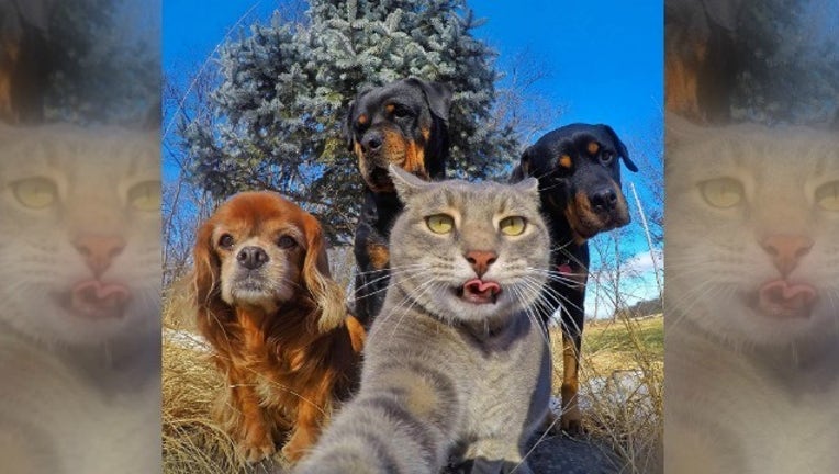 9a7ba9ef-Manny The Selfie Cat_1485175506755-404959.jpg