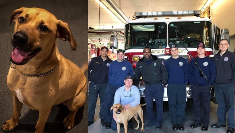 79198e53-OCFireRescue_dog reunited with family_120518_1544034892910.png.jpg