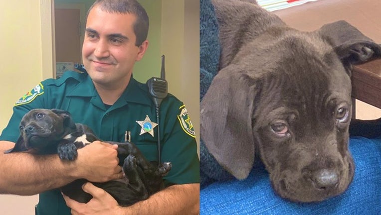 d30ef8db-ORANGE COUNTY SO_puppy_012819_1548693527776.png.jpg