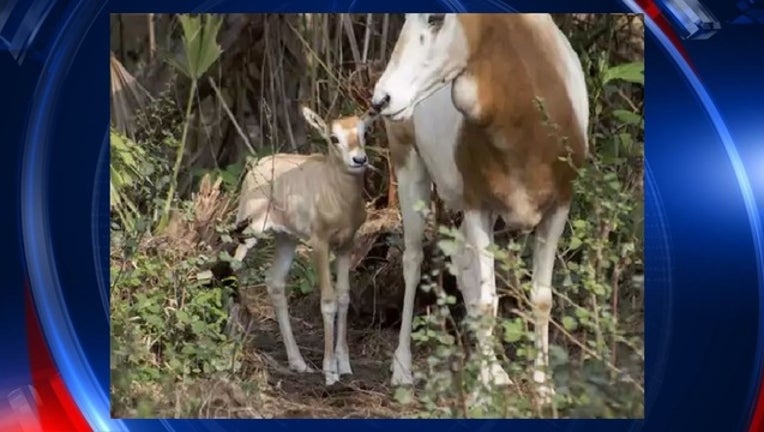 e75ffc89-Oryx_1487251062272.jpg