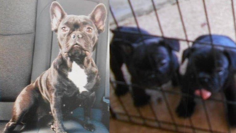 4b9d1f40-PCSO_stolen puppies_060319_1559582112048.png.jpg