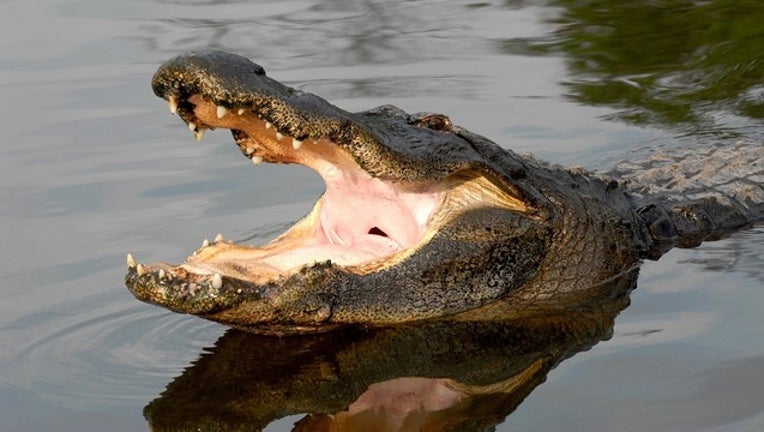 ec840991-PHOTO FROM GATORLAND_1551458139743.jpg.jpg