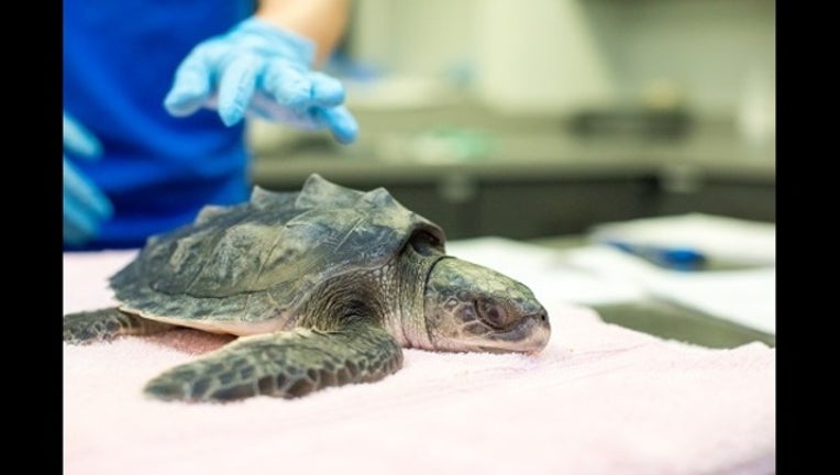 7cfb8d76-Pop the critically endangered Kemp’s Ridley sea turtle_1499720828488.jpg