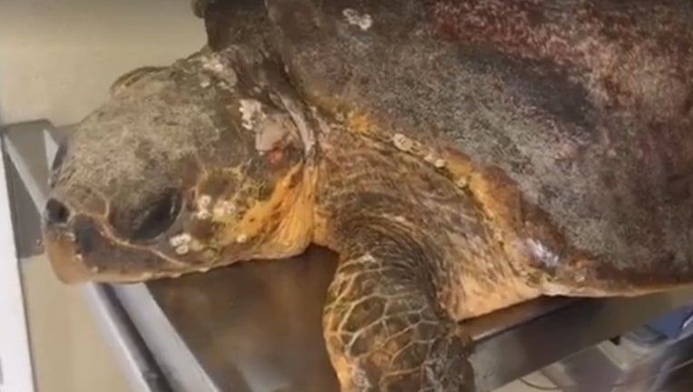 c5341913-RescueSeaTurtle_1483463970588.JPG