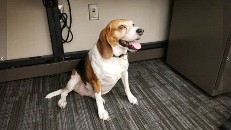 61d64529-SANFORD PD_dog found_103018_1540921582373.png.jpg