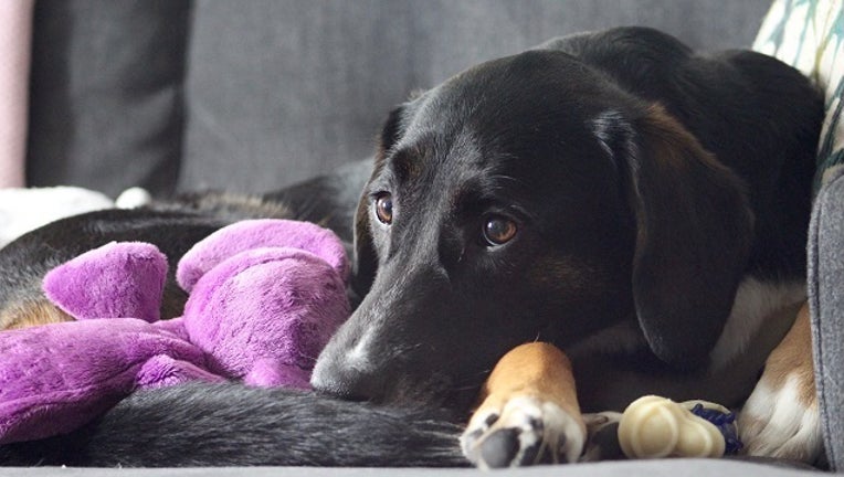 6e4338d7-Sad Dog Mya 1_1509625213485-401096.jpg