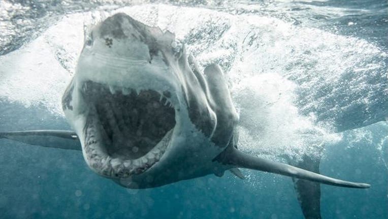 2c7ac060-Shark-1-KANE-OVERALL-MAGNUS-NEWS_1554975495251-402429-402429.jpg