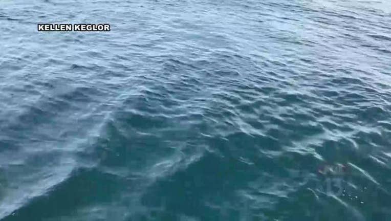 ddac6b88-Shark_takes_bait_off_Indian_Rocks_Beach__0_20170116174530-401385