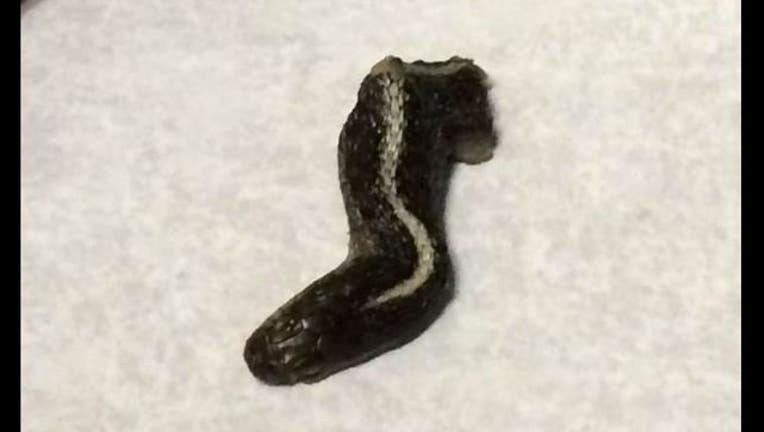 efacfeba-SnakeHeadWEB_1456768666029.JPG