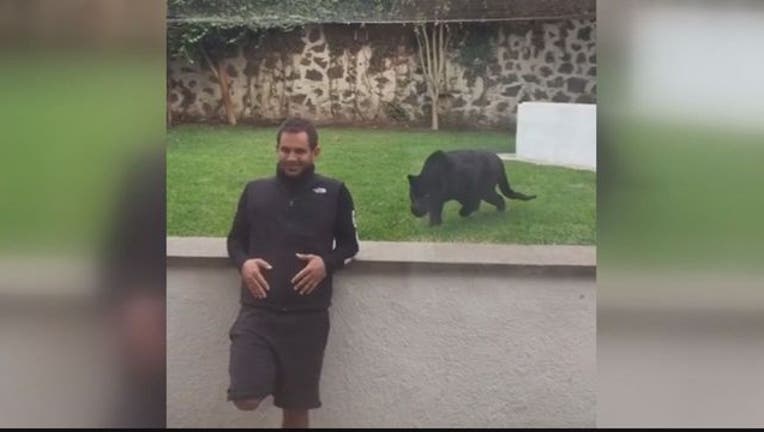 eadf86a6-panther-401720