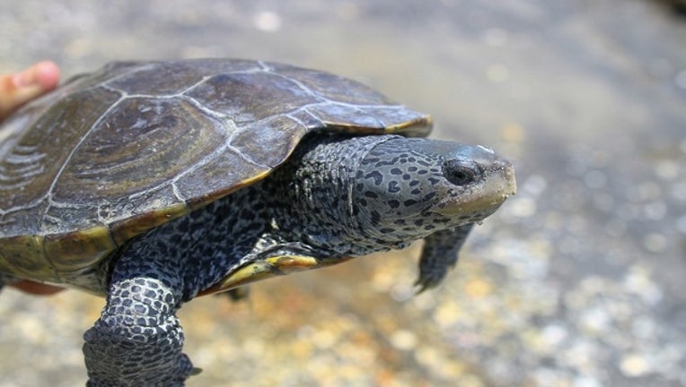 35d87587-TURTLE_1563747250881.jpg