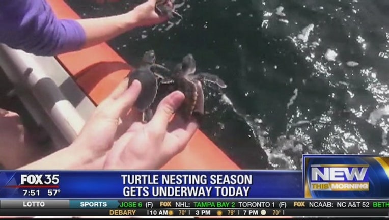 b4749bc5-Turtle_nesting_season_starts_today_1_20160301130627