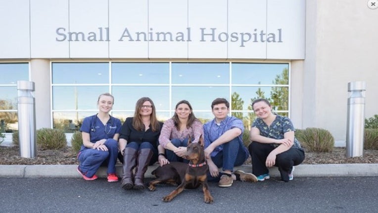 6c321d2c-UF Vet save doberman pinscher puppy.JPG