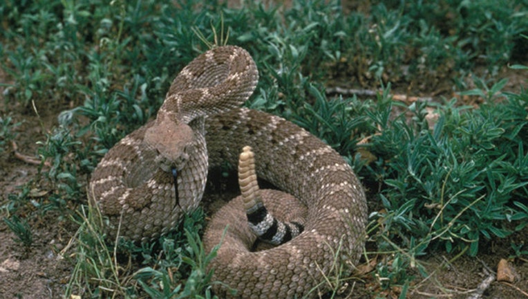 USFWS_DIAMONDBACK_RATTLESNAKE_052319_1558642905207-402970.jpg
