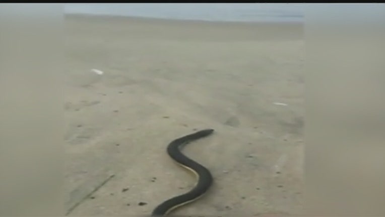 36feabdd-Venomous_sea_snake_spotted_on_SoCal_beac_0_20151018001339-407068