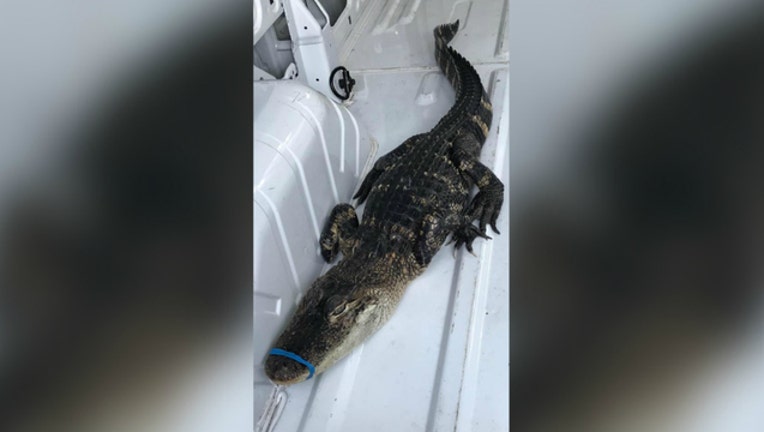 6fe7b218-WAUKEGAN CAIMAN 2_1539033223041.jpg-404023.jpg