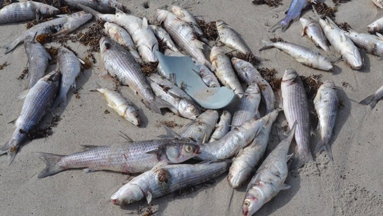 WOFL_red tide brevard county fish kill 2_102418_1540417617652.png.jpg