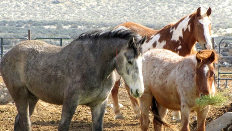 Wild horses image from Bureau of Land Management-404023