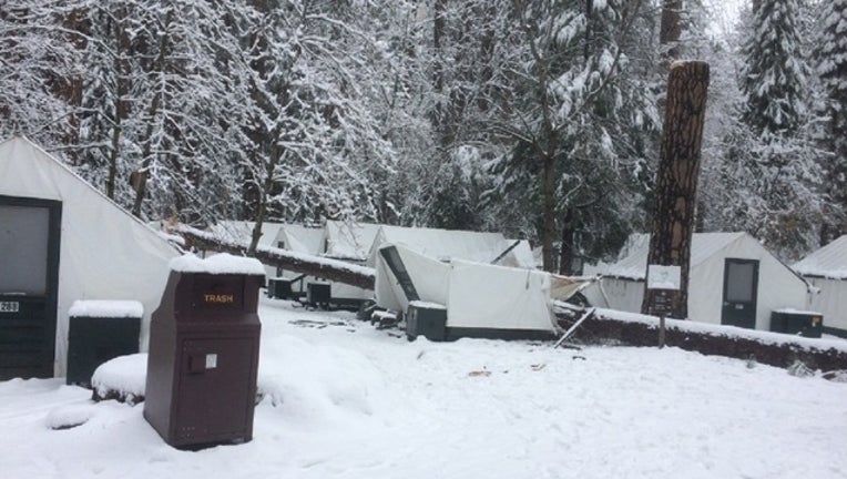 c782e26c-Woman dies when tree falls.jpg