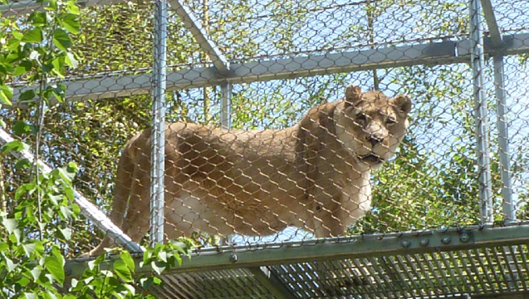3abd0a14-african lion Zenda_1483121592509-401096.png
