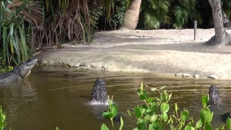 Alligators bellow at Florida zoo, video shows: ‘It sounds like