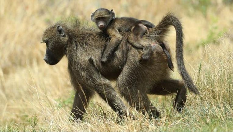 27b88f48-baboons_getty_1539700170836-405538.JPG