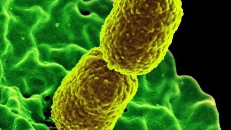 e192e24c-bacterias1_1522885348723-407068.jpg