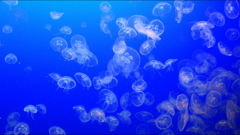 a48d4c54-bay_1565120809992-405538.PNG