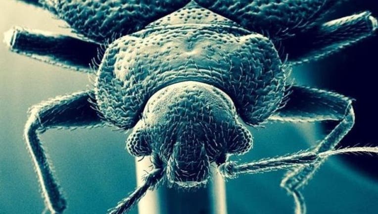 4606d25d-bed-bug_1460913058494-404023.jpg