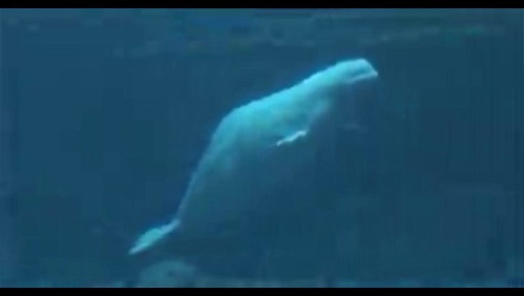 beluga whale_1443471662532-404959.jpg