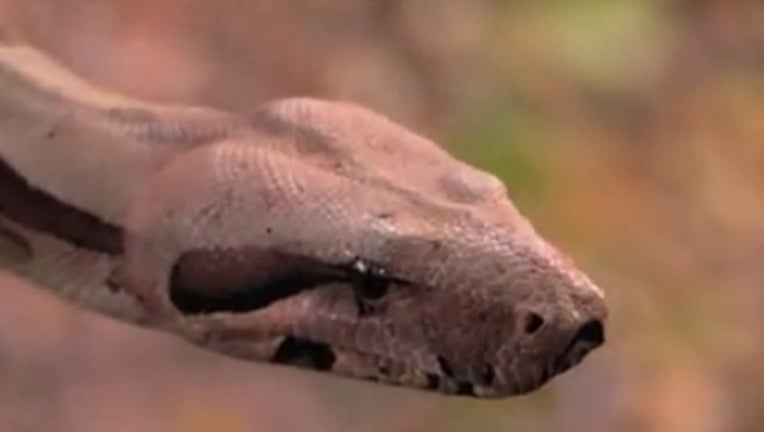 45a524e6-boa constrictor found_1531517221799.jpg.jpg