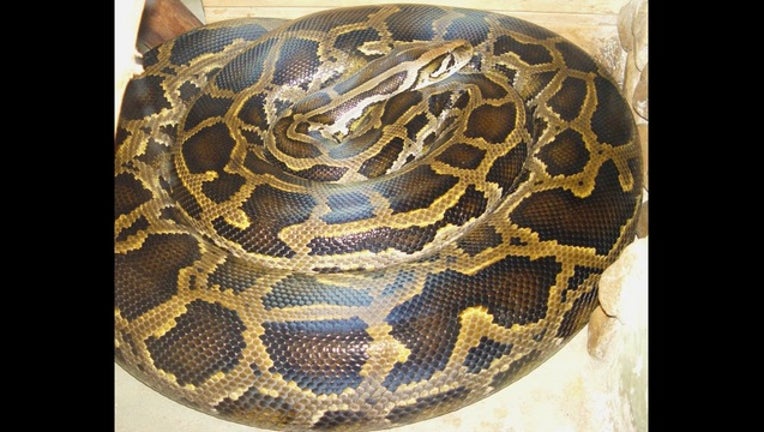 burmese python_1452950815987.jpg