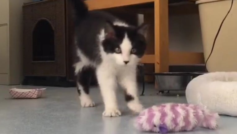 5b042365-cat 1_1453843652407-404959.jpg