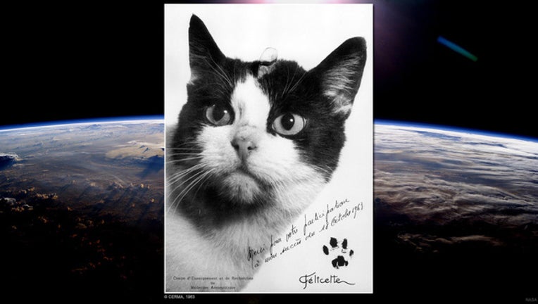 f673ce39-cat in space cerma_1476794935107-401385.jpg