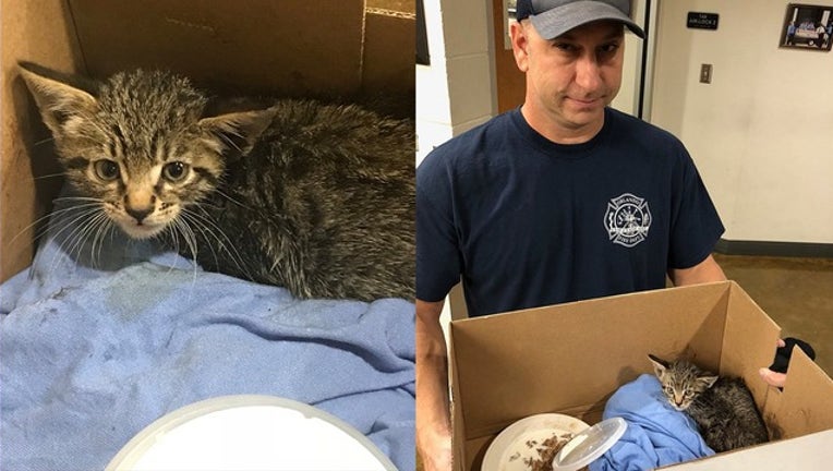 44c58e8d-cat rescue_1527529666587.png.jpg