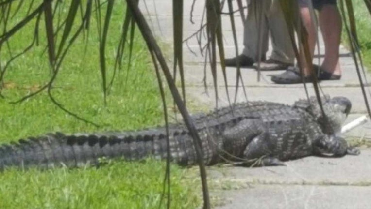 52a2c89b-charlotte gator_1501094685009-401385.jpg