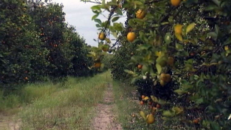 b899cc4b-citrus-oranges_1447129494629.jpg
