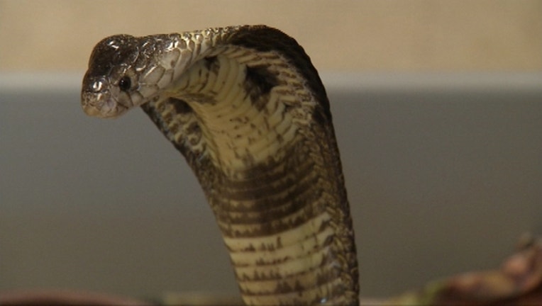 cobra-set3_0003_1441317454779.jpg