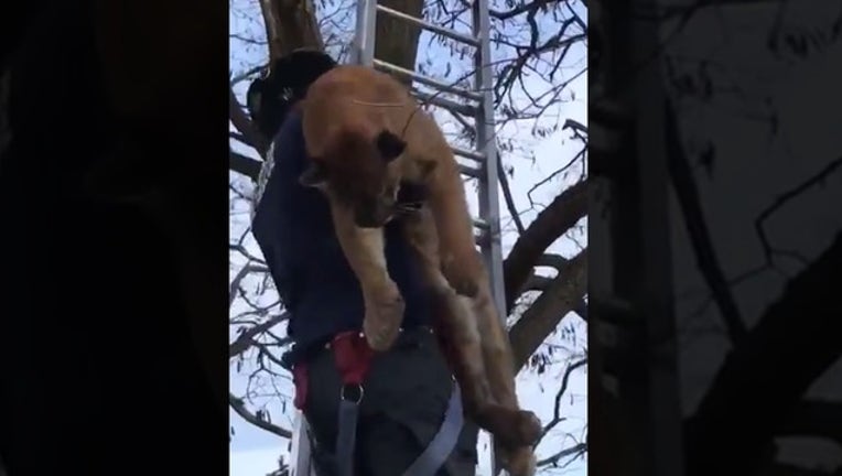 ad4dac05-cougar rescue_1558700659125.png.jpg