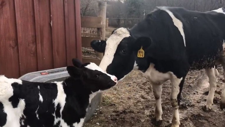 78f9d5bc-cow new_1546468061355.JPG-401096.jpg