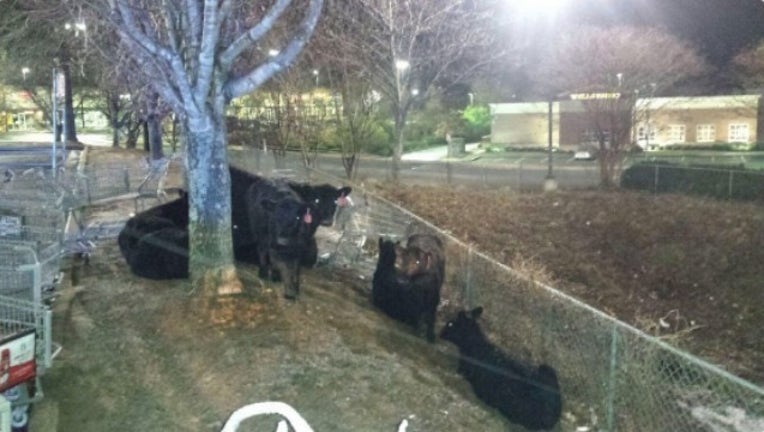 a6eb74d1-cows on loose_1483796005263-404959.jpg